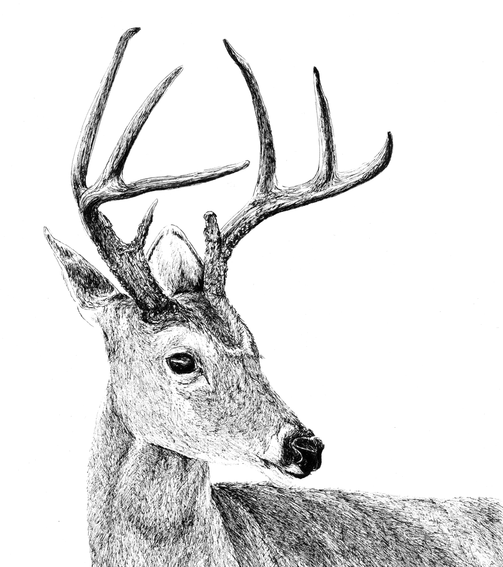 Netch pen art drawing. Pen drawing of a deer done by Nicoll van der Nest.
