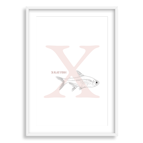 X - X-ray Fish
